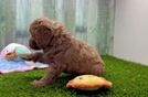 Petite Cavapoo Poodle Mix Pup