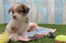 Meet Eduardo - our Havapoo Puppy Video