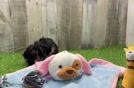 Energetic Yorkipoo Poodle Mix Puppy