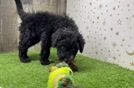 Meet Bomba - our Mini Sheepadoodle Puppy Video