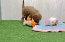 Meet Chanel - our Mini Goldendoodle Puppy Video
