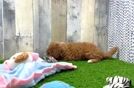 Mini Goldendoodle Pup Being Cute