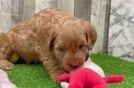 Mini Goldendoodle Pup Being Cute