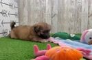 Meet Adam - our Shih Poo Puppy Video