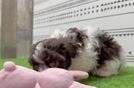 Havanese Puppy for Adoption