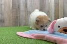 Shih Pom Pup Being Cute