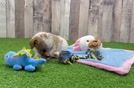 Meet Ravonna - our Poodle Puppy Video