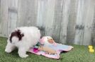 Playful Mini Aussiepoodle Poodle Mix Puppy