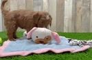 Sweet Mini Goldendoodle Baby