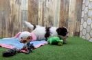 Playful Havanese Purebred Pup