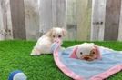 Best Maltipoo Baby