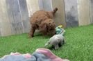 Small Mini Goldendoodle Baby