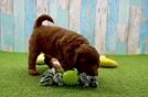 Meet Astrid - our Mini Goldendoodle Puppy Video