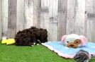 Meet Dave - our Havapoo Puppy Video