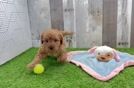 Best Cavapoo Baby