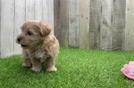 Maltipoo Pup Being Cute