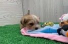 Cute Shorkie Baby