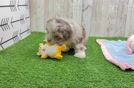 Shih Poo Pup Being Cute