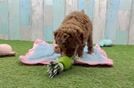Meet Porsche - our Cavapoo Puppy Video