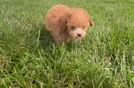 Meet Angelo - our Poodle Puppy Video