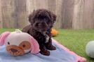 Havapoo Pup Being Cute