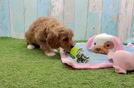 Meet Pinot - our Cavapoo Puppy Video