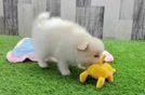 Pomeranian Pup Being Cute