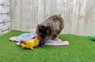 Poodle Puppy for Adoption