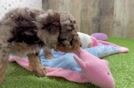 Best Poodle Baby