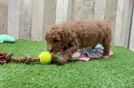 Happy Mini Goldendoodle Baby