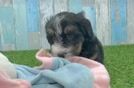 Adorable Mini Bernesepoo Poodle Mix Puppy