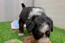 Best Mini Bernedoodle Baby