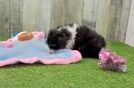Smart Mini Aussiedoodle Poodle Mix Pup