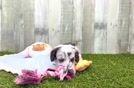 Energetic Aussie Poo Poodle Mix Puppy
