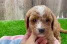 Cavapoo Pup Being Cute