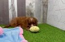 Best Cavapoo Baby