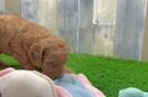 Energetic Golden Doodle Poodle Mix Puppy