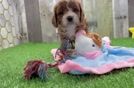Cavapoo Puppy for Adoption