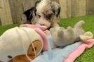 Mini Sheepadoodle Pup Being Cute