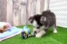 Hypoallergenic Husky and Pomeranian Mix Designer Puppy