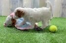 Best Cavapoo Baby