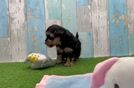 Best Yorkie Poo Baby