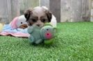 Teddy Bear Puppy for Adoption