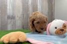 Best Cavapoo Baby