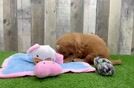 Smart Mini Goldendoodle Poodle Mix Pup