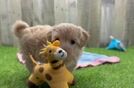 Petite Maltipoo Poodle Mix Pup