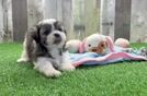 Meet Oberon - our Teddy Bear Puppy Video