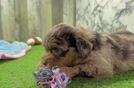 Meet Della - our Mini Labradoodle Puppy Video