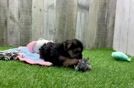 Meet Betty - our Morkie Puppy Video