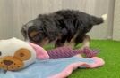 Mini Bernedoodle Puppy for Adoption